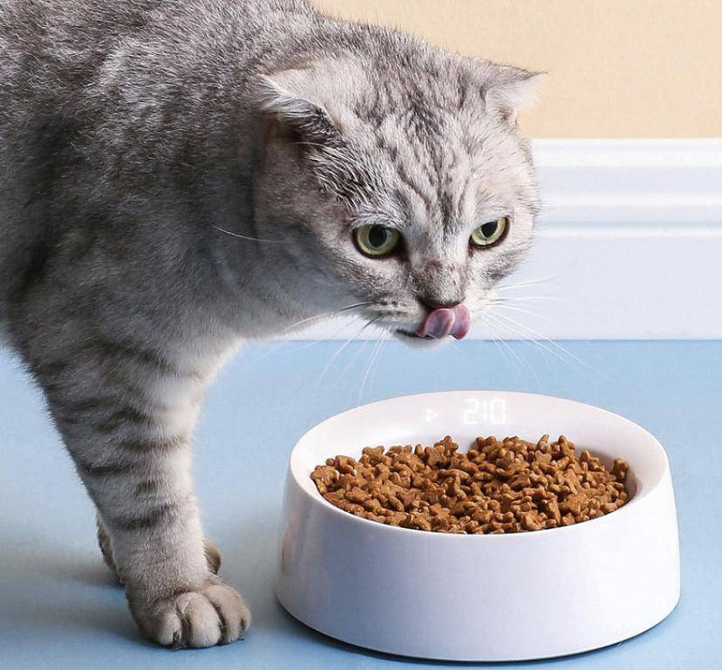 Pet Bowl Feeder Cat Pet Supplies Single Bowl